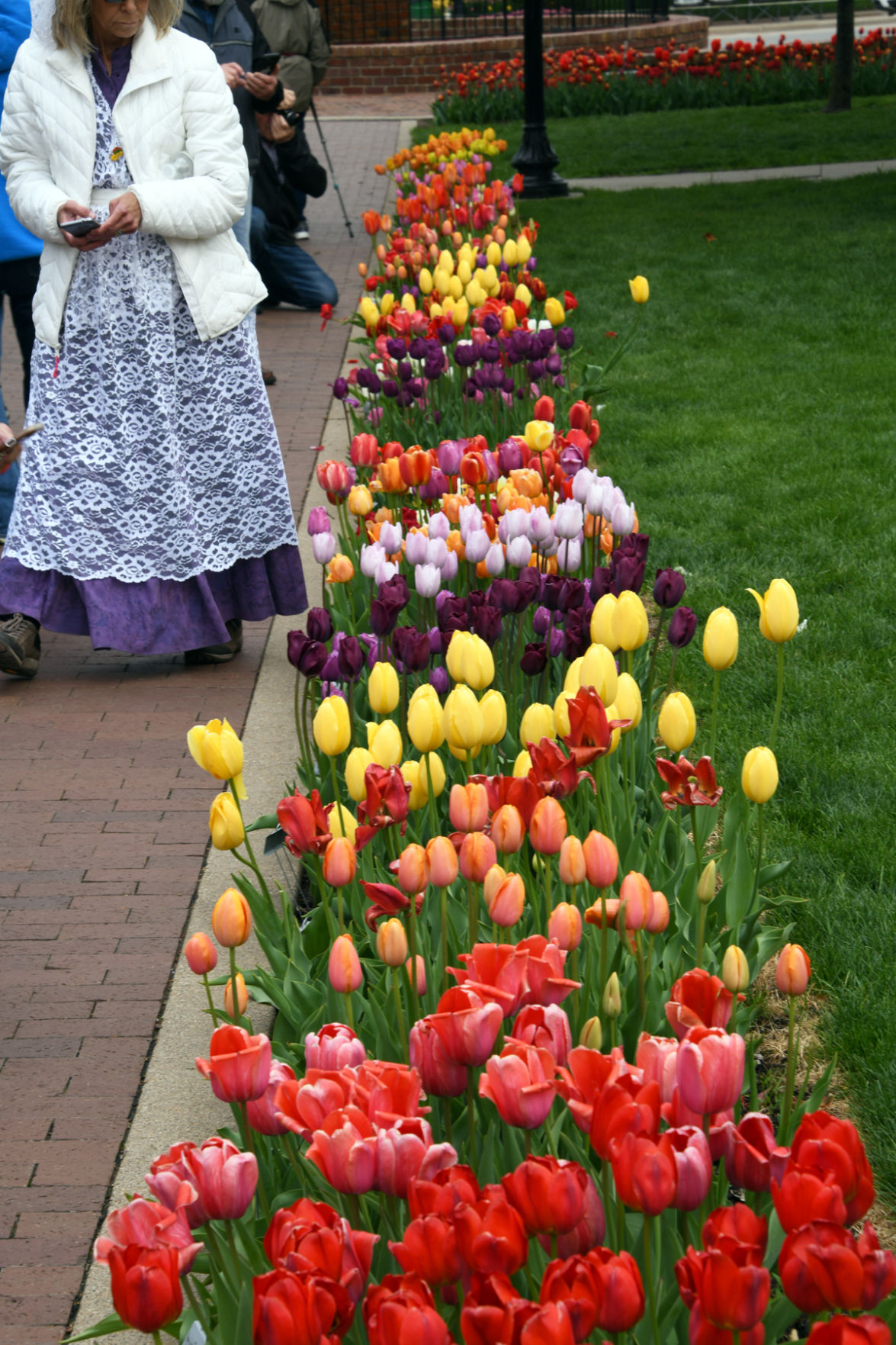 204 Tulip varieties along the sidewalks in Central Park.JPG